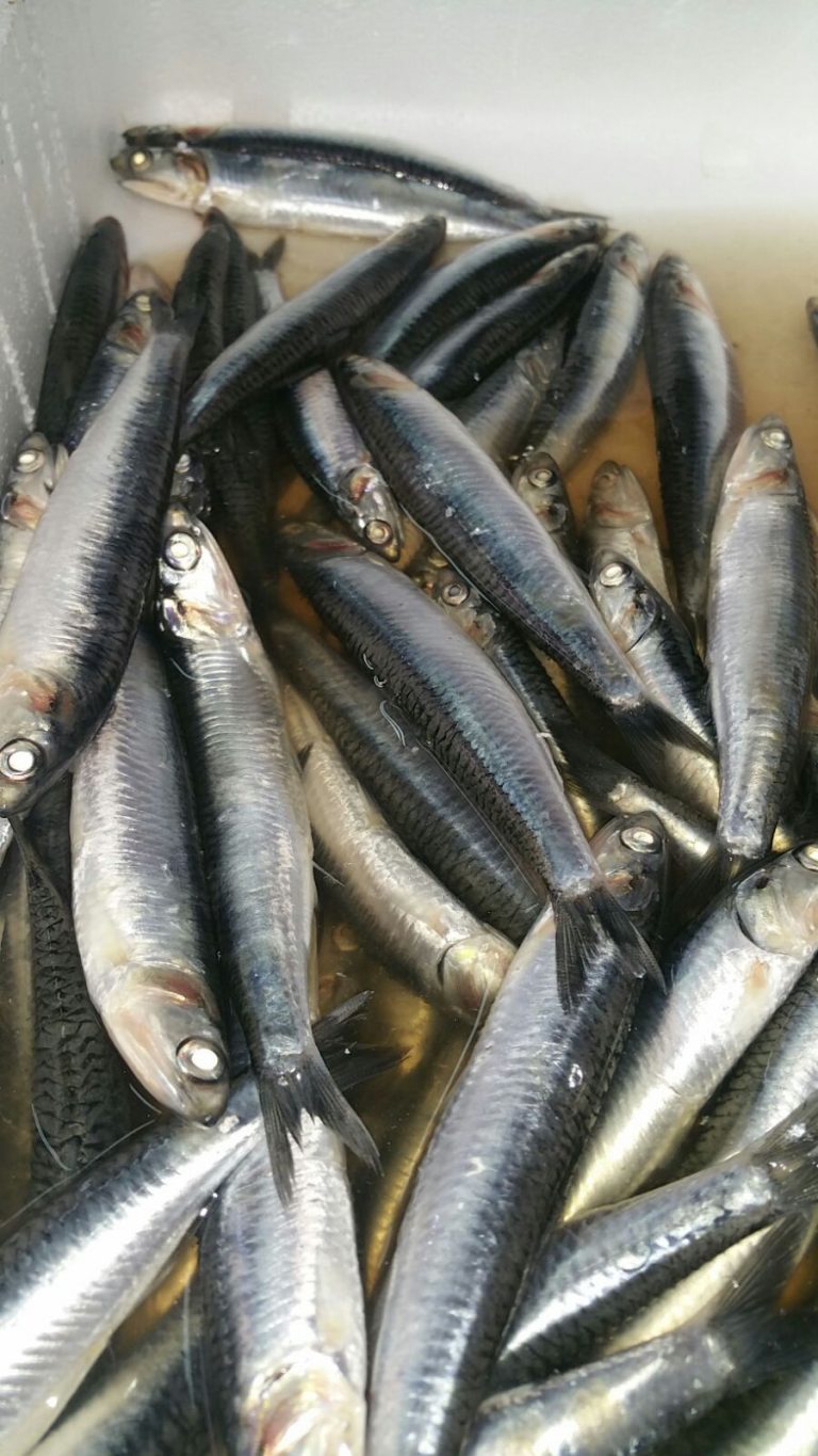 IMG 20151203 WA0017 768x1365