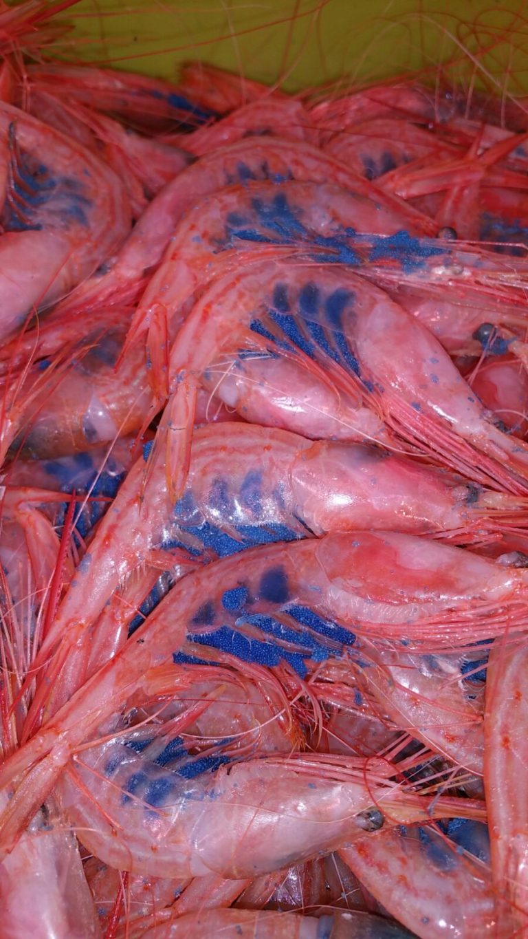 IMG 20170606 WA0008 768x1365